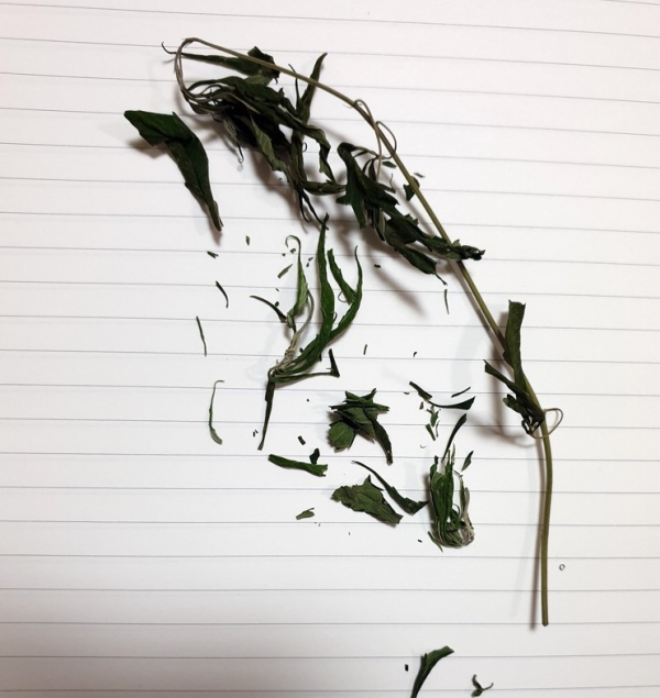 제보자 A씨가 마약 혐의자 B씨의 대마를 찍은 사진.A씨는 시사저널e 기자에게 직접 대마를 보여주기도 했다./ 사진=제보자 A씨