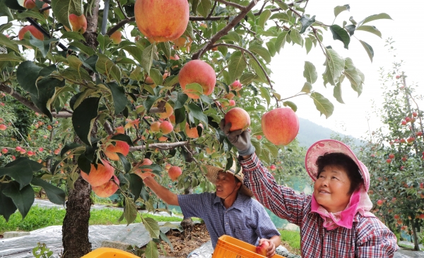 20일 오전 경남 함양군 함양읍 웅곡리의 한 농원에서 농민 부부가  추석용 홍로사과를 수확하고 있다. /사진=연합뉴스
