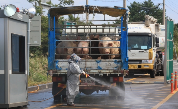 아프리카돼지열병 거점 방역초소에서 방역 담당자가 돼지 운송차량을 소독하고 있다./사진=연합뉴스