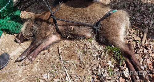 국립환경과학원은 경기도 파주 민간인 출입통제선(민통선) 내에 아프리카돼지열병(ASF)에 감염된 멧돼지 폐사체 2구가 발견됐다고 24일 밝혔다. /사진=연합뉴스