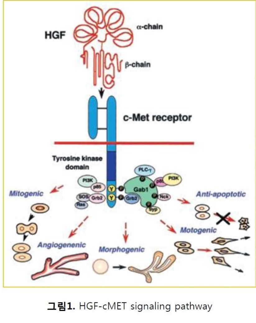 ASCO 참가하는 에이비온···주력 파이프라인 C-MET 치료제는? < 제약/바이오 < 기사본문 - 시사저널e