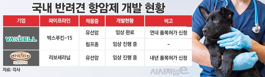 국내 반려견 항암제 개발 현황./ 표=정승아 디자이너