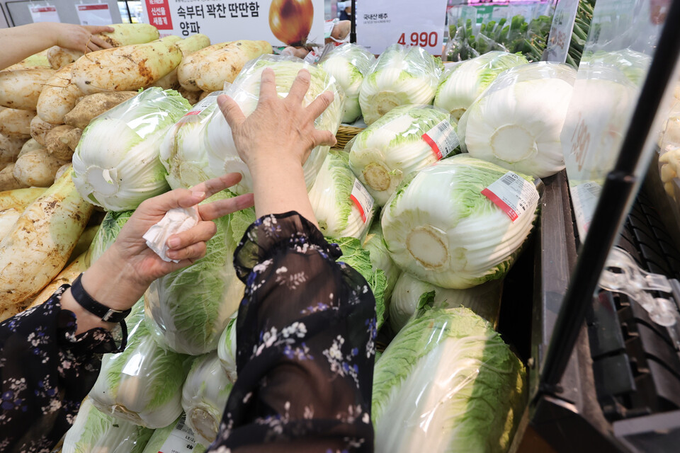 9일 서울 시내 한 대형마트 배추 진열대. / 사진=연합뉴스