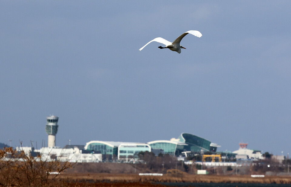 31일 오후 전남 무안 무안국제공항에 이착륙하는 항공기의 항로에 근접한 청계면 지역에 새가 날고 있다. 제주항공 여객기 참사의 원인에 대해 당국은 새와 충돌하는 '버드 스트라이크'에서 시작된 것으로 파악하고 있다. / 사진=연합뉴스