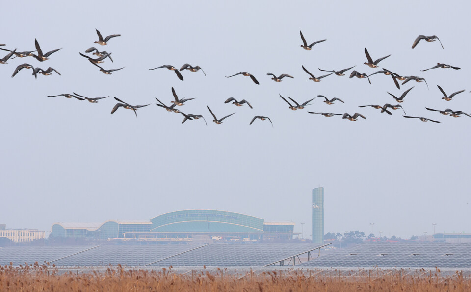 2일 오전 전남 무안군 무안국제공항 인근에 철새들이 날고 있다.  / 사진=연합뉴스