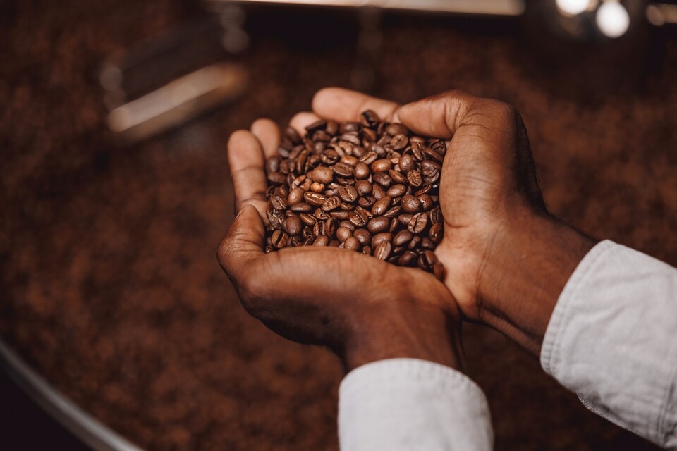 커피 원두 가격이 치솟고 있다. / 사진=셔터스톡