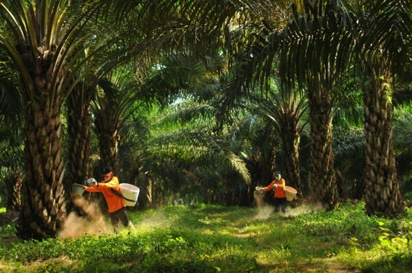 삼푸르나 아그로 팜 농장에서 비료를 시비하는 모습./사진제공=포스코인터내셔널.